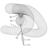Computational modeling of the mechanical behavior of the cerebrospinal fluid system