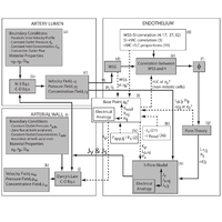 Computational modeling of coupled blood-wall mass transport of LDL: Effects of local wall shear stress