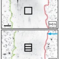 Accelerated endothelial wound healing on microstructured substrates under flow