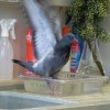 Pigeons love cleanliness and enjoy weekly bath after about a month of age
