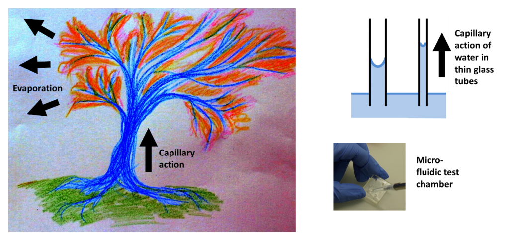capillary action in plants diagram