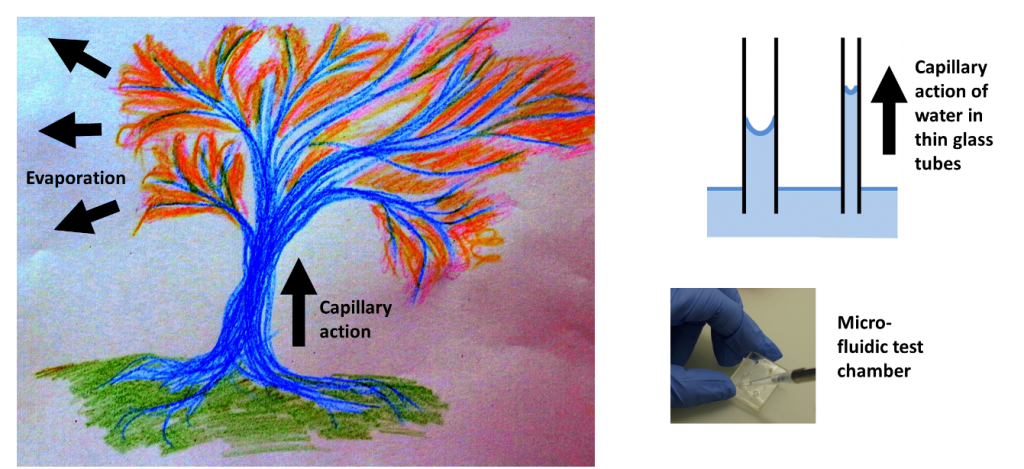 Capillary Effects From Garden To Lab Applications The Interface Group