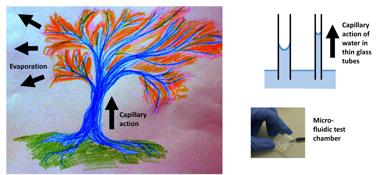 capillary-effects-from-garden-to-lab-applications-the-interface-group