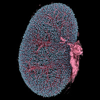 Terabyte-scale supervised 3D training and benchmarking dataset of the mouse kidney